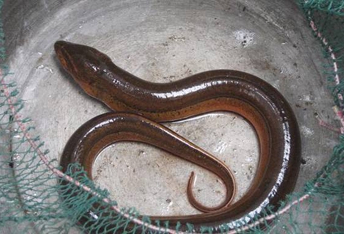 望月鳝是真的吗?揭秘望月鳝有科学依据吗 望月鳝是真的吗?揭秘望月鳝有科学依据吗