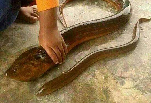 望月鳝是真的吗?揭秘望月鳝有科学依据吗 望月鳝是真的吗?揭秘望月鳝有科学依据吗