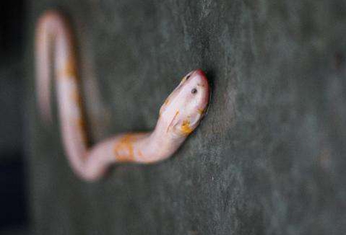 望月鳝是真的吗?揭秘望月鳝有科学依据吗 望月鳝是真的吗?揭秘望月鳝有科学依据吗