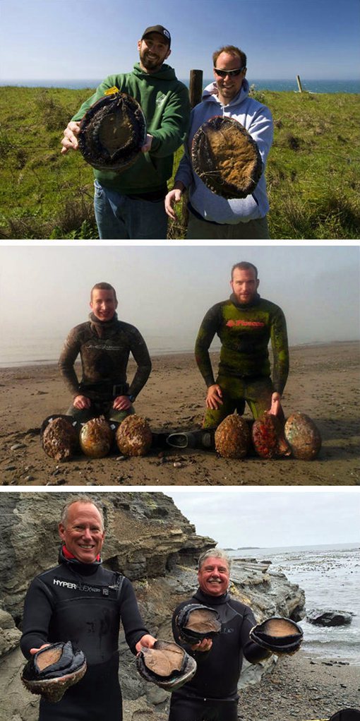 半头鲍是什么?半头鲍到底长什么样子? 半头鲍是什么?半头鲍到底长什么样子?