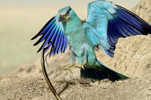 鸩鸟是什么鸟?鸩鸟图片揭秘 鸩鸟是什么鸟?鸩鸟图片揭秘