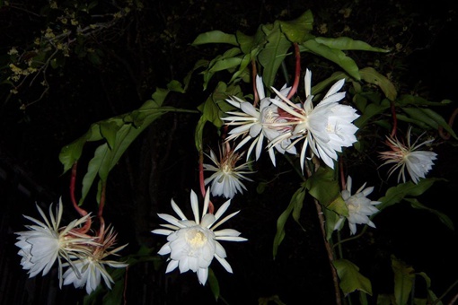 昙花一般在晚上盛开是因为要什么 昙花为什么一般在晚上盛开