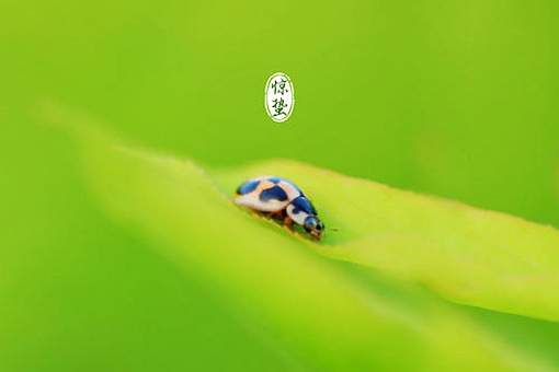 惊蛰的蛰是什么意思