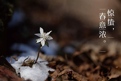 惊蛰的蛰是什么意思