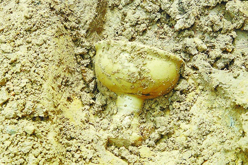 软尸遂先生是什么 软尸遂先生是怎么形成的