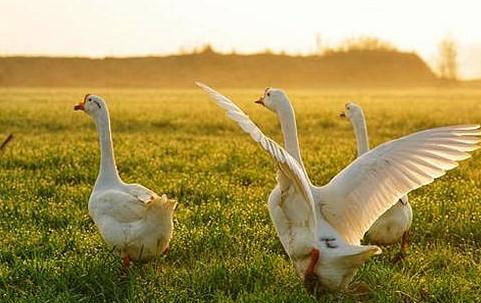 十大盗墓工具名称 盗墓必备的十大工具(含图片大全)