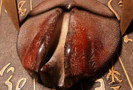 十大盗墓工具名称 盗墓必备的十大工具(含图片大全)