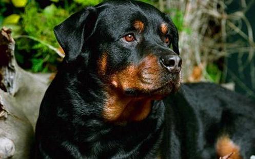 十大盗墓工具名称 盗墓必备的十大工具(含图片大全)