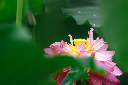 历史上真有夏雨荷这个人吗?夏雨荷原型人物是谁? 历史上真有夏雨荷这个人吗?夏雨荷原型人物是谁?