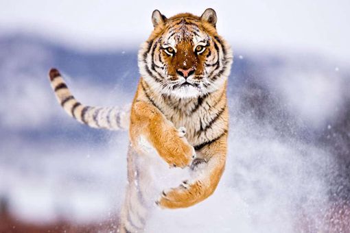 老虎为何称大虫 古代称老虎为虫是为什么 老虎为何称大虫 古代称老虎为虫是为什么