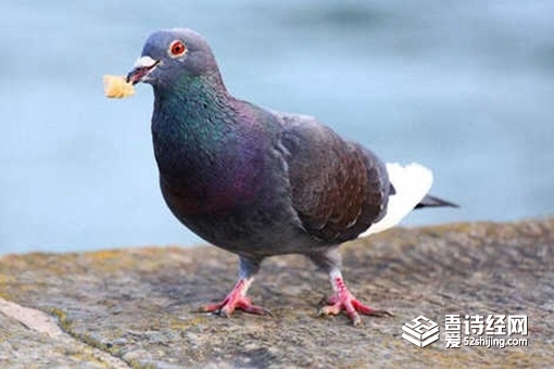 古代真的有飞鸽传书吗 飞鸽传书是怎么做到的