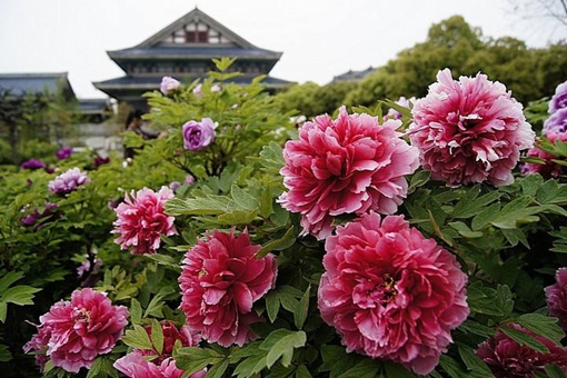 花蕊夫人名称的由来是怎样的?都有谁被称之为花蕊夫人? 花蕊夫人名称的由来是怎样的?都有谁被称之为花蕊夫人?