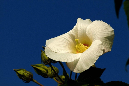 花蕊夫人名称的由来是怎样的?都有谁被称之为花蕊夫人? 花蕊夫人名称的由来是怎样的?都有谁被称之为花蕊夫人?