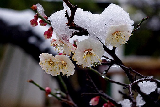 五福花(梅花)象征着什么寓意