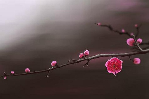 五福花(梅花)象征着什么寓意