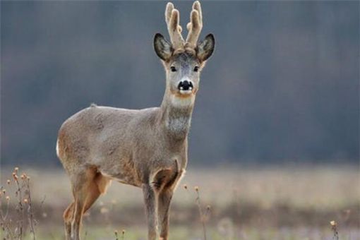 狍子是什么动物,东北狍子是什么动物