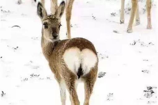 傻狍子的狍子是啥 傻狍子为什么叫傻狍子 傻狍子的狍子是啥 傻狍子为什么叫傻狍子