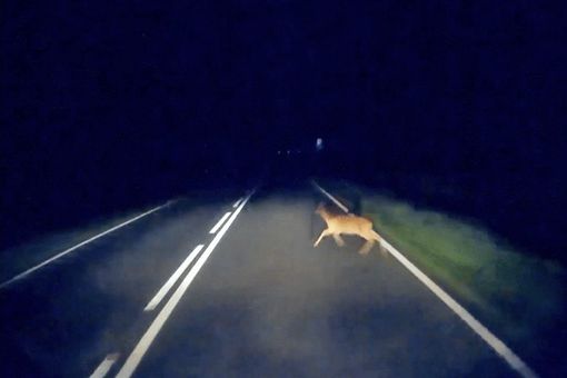 傻狍子的狍子是啥 傻狍子为什么叫傻狍子 傻狍子的狍子是啥 傻狍子为什么叫傻狍子