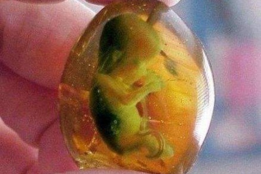 秦岭神树尸茧是什么,揭秘尸茧的来历作用是否真实存在 秦岭神树尸茧是什么,揭秘尸茧的来历作用是否真实存在