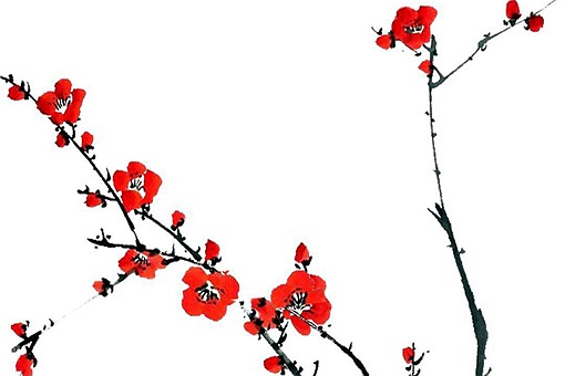 梅花在中国的栽培历史有多少年