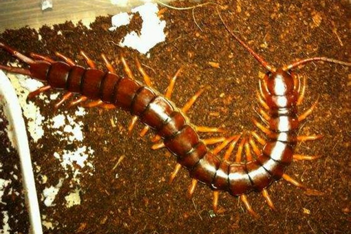 苗族的蛊术是什么?为何令人毛骨悚然? 苗族的蛊术是什么?为何令人毛骨悚然?