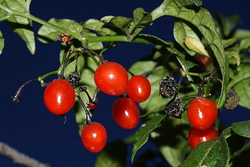玲珑骰子安红豆典故 玲珑骰子安红豆的故事起源
