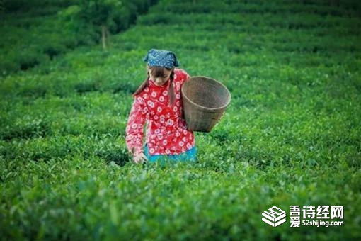 雨前茶的雨是什么意思 指谷雨还是春天第一场雨