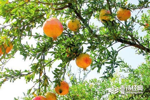 秦始皇陵山上的石榴有人卖吗 为什么这些石榴不能吃