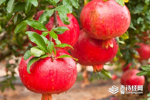 秦始皇陵山上的石榴有人卖吗 为什么这些石榴不能吃