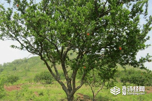 秦始皇陵山上的石榴有人卖吗 为什么这些石榴不能吃
