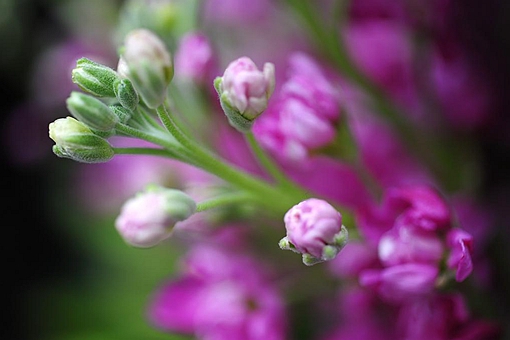 白色情人节它最早实际是什么
