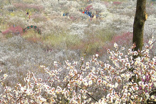 赏梅时节大面积的梅林常被称作
