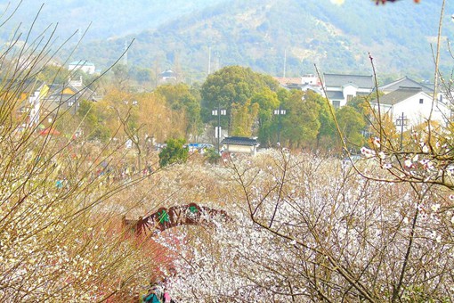 赏梅时节大面积的梅林常被称作