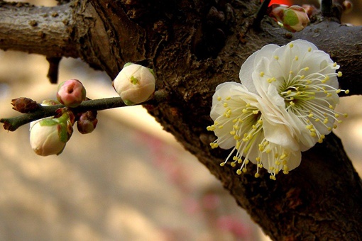 江疏影名字中的疏影出自哪首诗 疏影是指什么意思