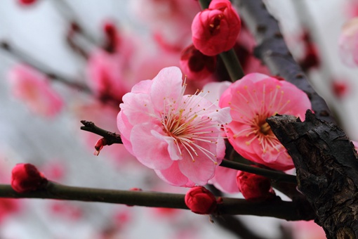 江疏影名字中的疏影出自哪首诗 疏影是指什么意思