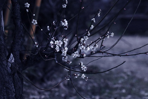 江疏影名字中的疏影出自哪首诗 疏影是指什么意思