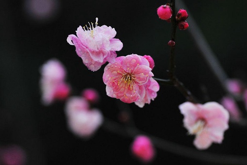 江疏影名字中的疏影出自哪首诗 疏影是指什么意思