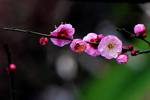 江疏影名字中的疏影出自哪首诗 疏影是指什么意思