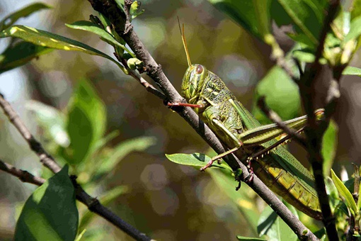 蝗灾怎么形成的?蝗灾到底是怎么引起的? 蝗灾怎么形成的?蝗灾到底是怎么引起的?