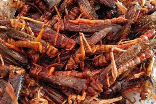 古代蝗灾为什么不吃蝗虫 古人不知道蝗虫可以吃吗 古代蝗灾为什么不吃蝗虫 古人不知道蝗虫可以吃吗