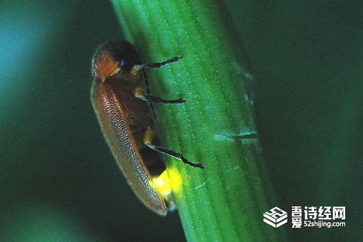 科学家发现1亿年前萤火虫祖先 萤火虫为何会发光