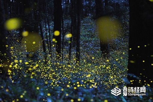 科学家发现1亿年前萤火虫祖先 萤火虫为何会发光