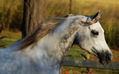 赵云的马叫什么名字 赵云的马是怎么死的 赵云的马叫什么名字 赵云的马是怎么死的