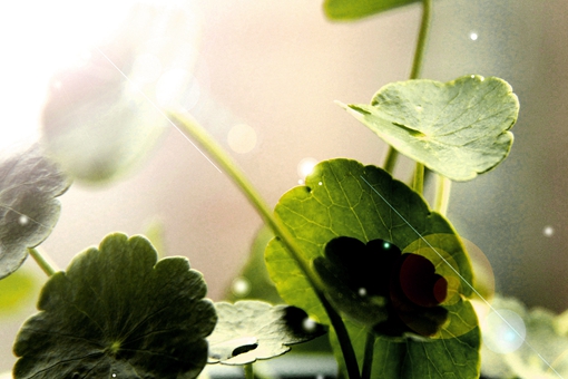 我不杀伯仁伯仁却因我而死是什么意思?伯仁典故出处介绍 我不杀伯仁伯仁却因我而死是什么意思?伯仁典故出处介绍