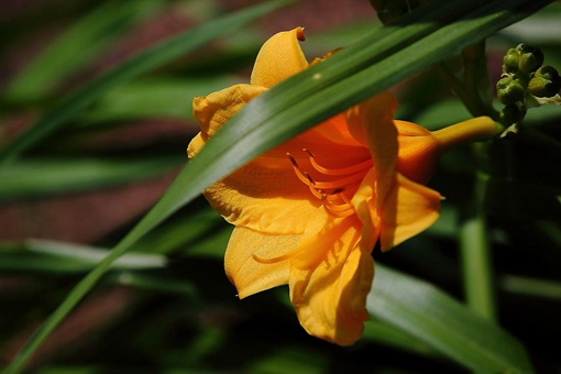 我国古人常用哪种植物象征母爱