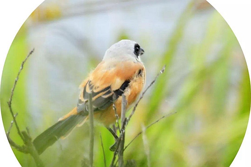 劳燕分飞中的劳燕指的是什么