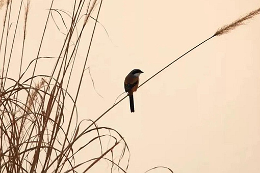 劳燕分飞中的劳燕指的是什么