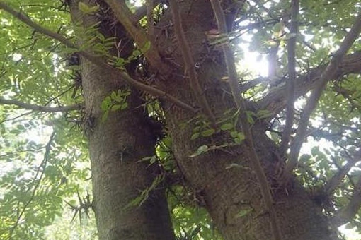 穆桂英大破天门阵是真实存在的吗