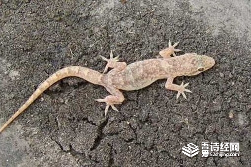 古代守宫砂有科学依据吗 守宫砂为什么行房就没了