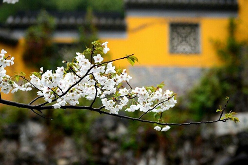南京鸡鸣寺为什么出名 鸡鸣寺许愿有什么讲究